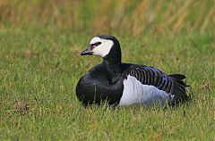 Barnacle Goose